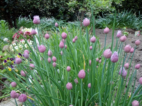 長い茎のてっぺんに 紫色の花が咲いて可愛いで す Chives おかしな仕事 楽天ブログ