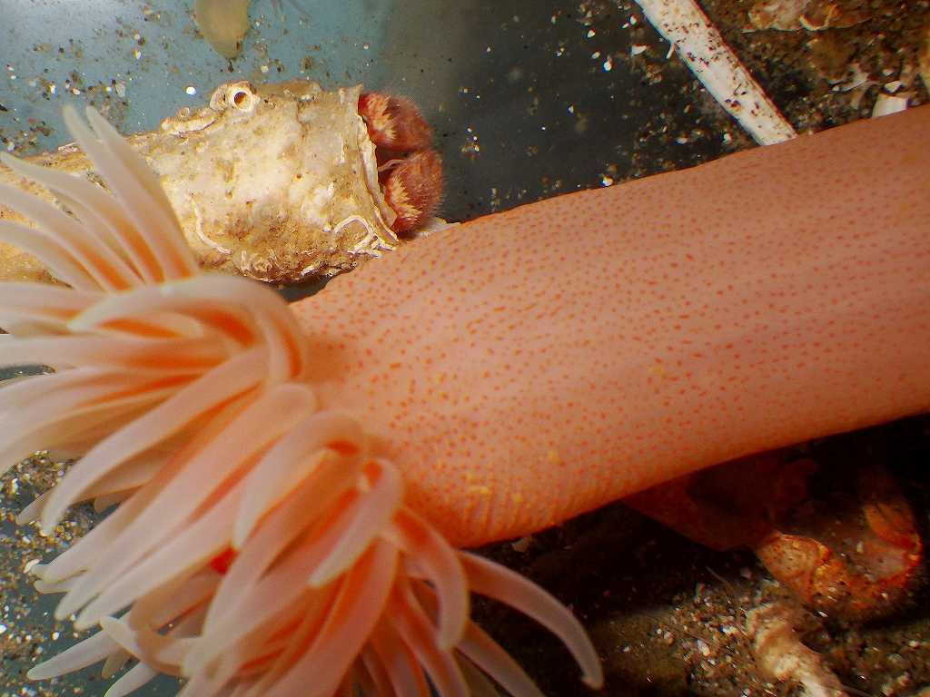 カルイシヤドカリ（Pylocheles mortensenii）4　深海性ヤドカリ