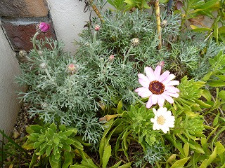 P1310990ss.jpg