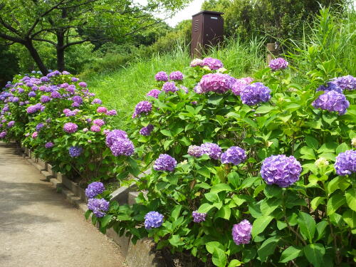 多摩川台公園にて