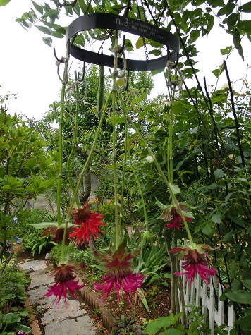 ドライ用ハンガー