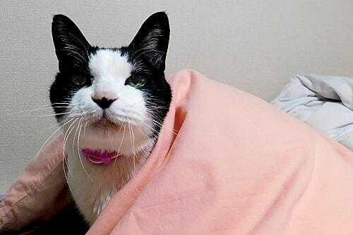 エドウィン・スミス・パピルス 耳(ミミ)とチャッピの布団 楽天ブログ