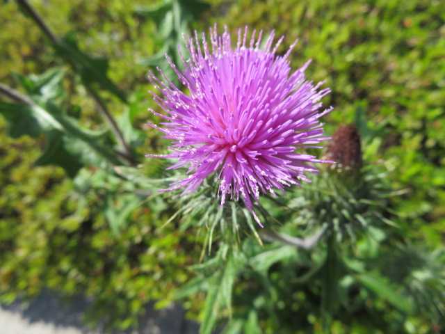 薊 アザミ アザミに似た花 白妙菊 シロタエギク ブラシの木 写真あり 私の好きな花 楽天ブログ