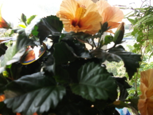 DSCF5044.JPG