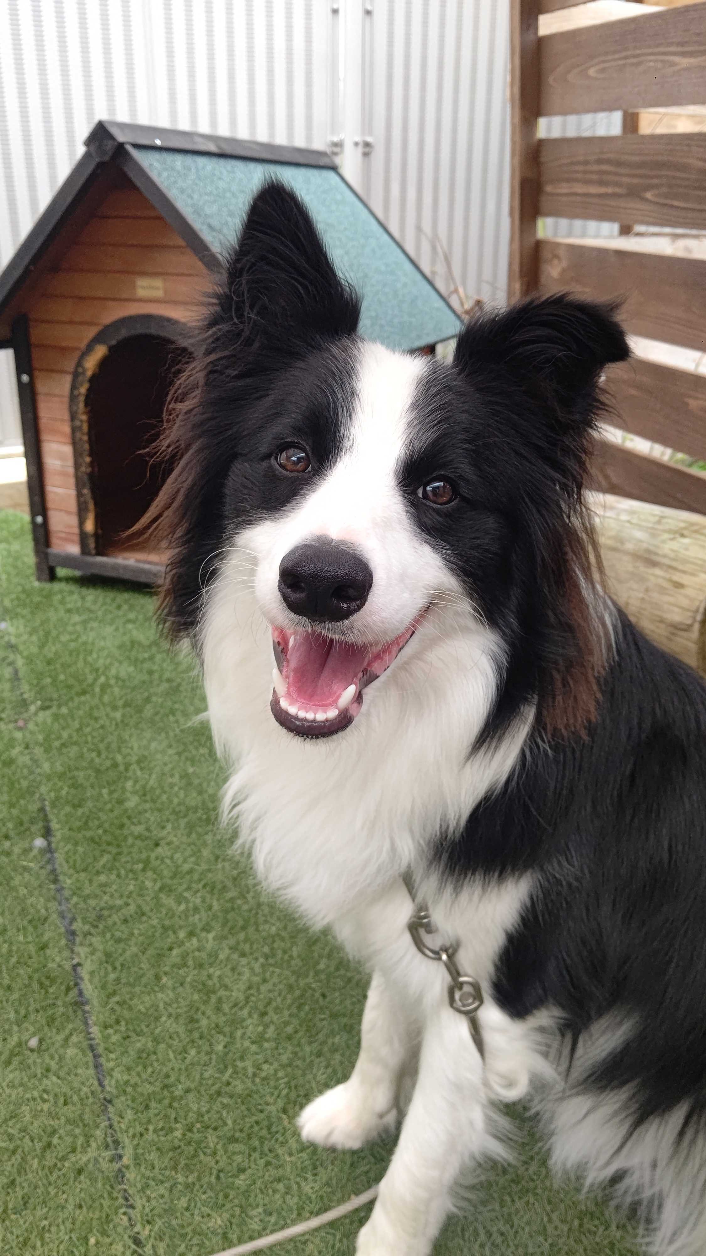 祝1歳U^ｪ^U | ボーダーコリー“ネロ“のドタバタ波乱万丈録 - 楽天ブログ