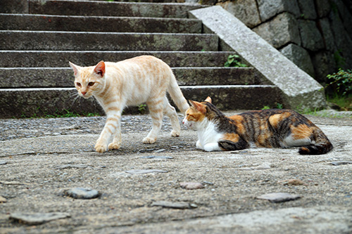 階段の前の猫