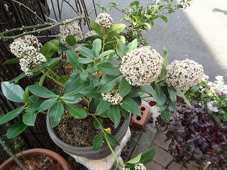 DSC04722.jpg