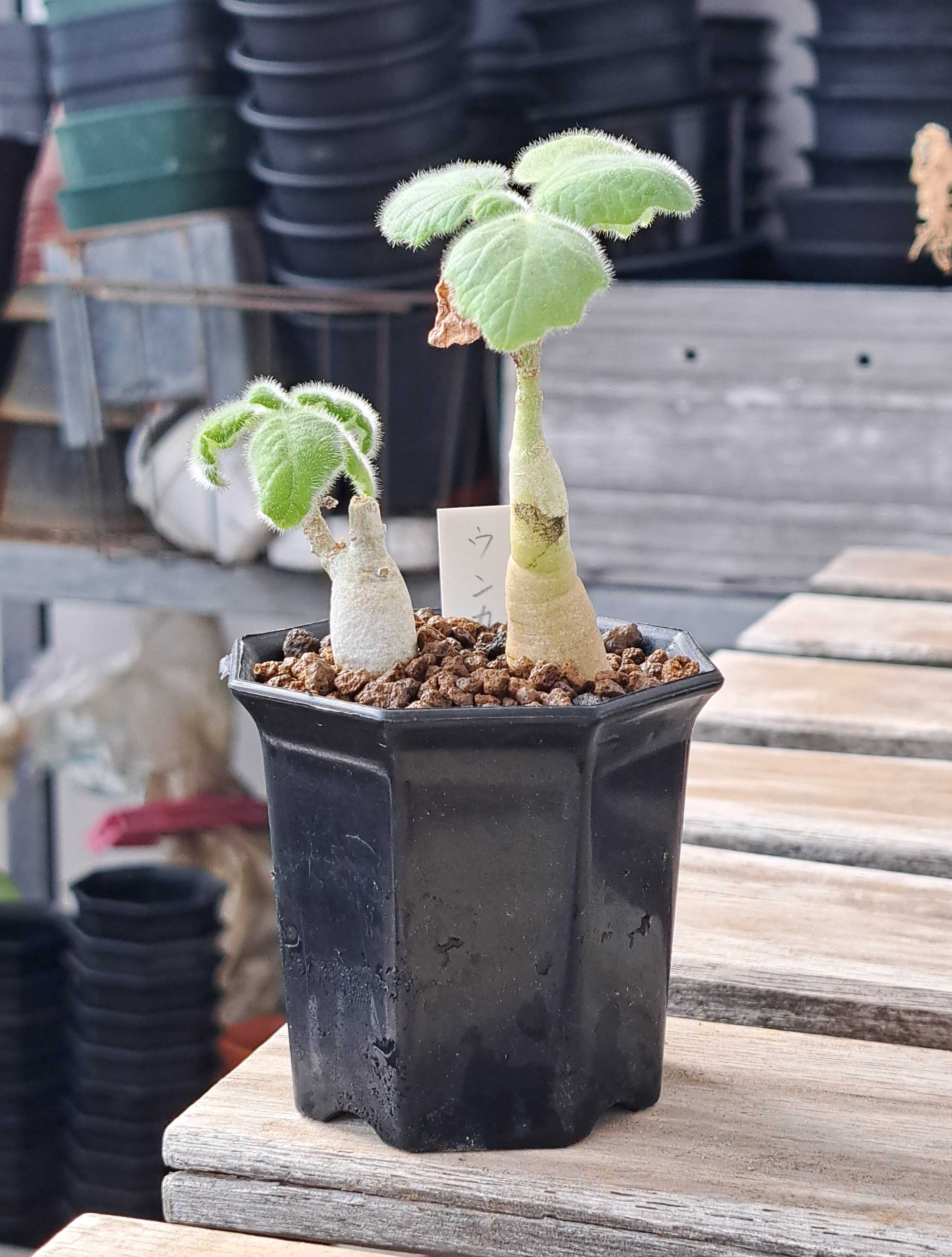 ウンカリーナは水を欲する | デルオの多肉日記 - 楽天ブログ
