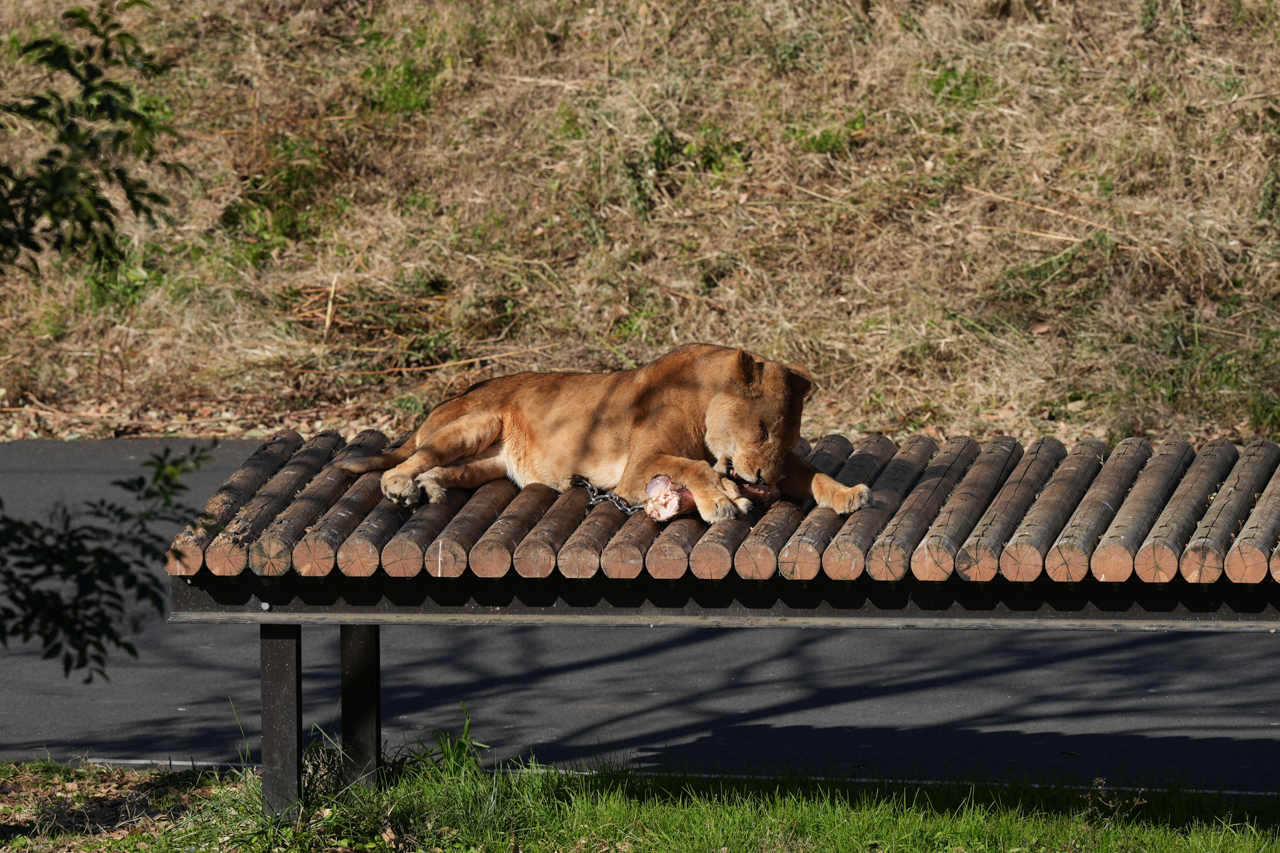多摩動物公園 ライオンバスのライオン | イルカカメラとわんわんWinと