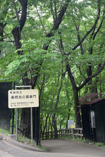 薬師池-05