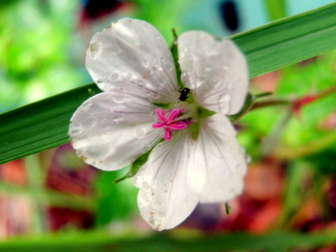 ゲンノショウコの花