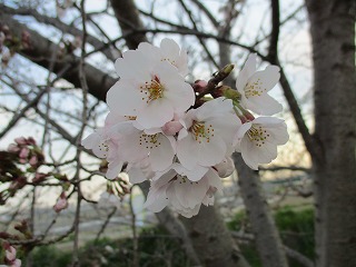 IMG_0264ss.jpg
