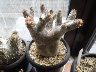 パキポディウム1-11-1