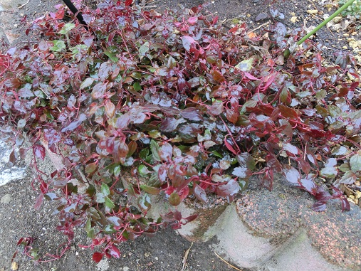 ベロニカオックスフォードブルー