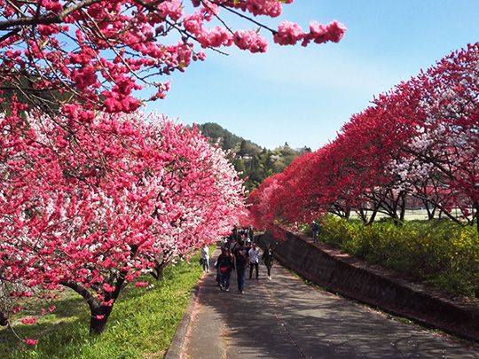 17年 日本一の花桃の里 長野県阿智村 園原 月川温泉 みんな でかけようよ 楽天ブログ