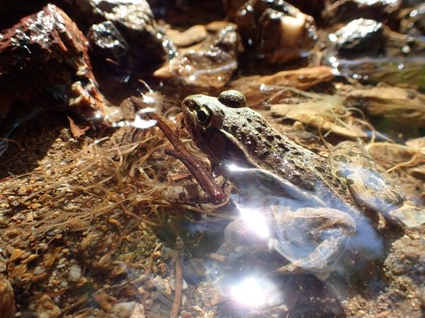 沢のトノサマガエルと庭のニホンアカガエル 京丹波町里山日記 地球のかけら 楽天ブログ