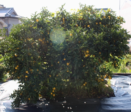 柚子の木.jpg