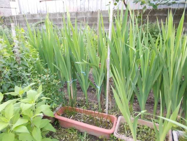 14ページ目の記事一覧 ドン 愚利公の連れづれ草 楽天ブログ