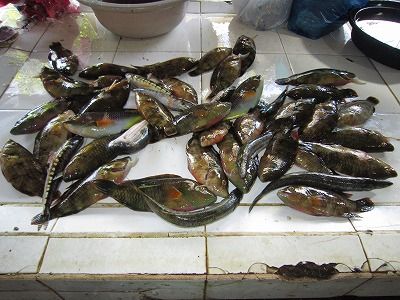 January 19 魚が食べたい 猫跨ぎ食い リタイア生活 セブ島のひま人 楽天ブログ