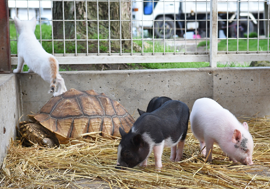 20160626_1612Mini-Pigs_Testudo