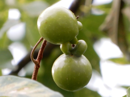 ムクロジの実 (4).JPG