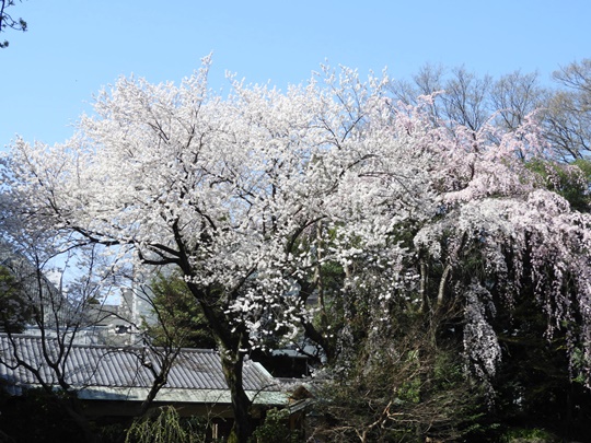 靖國神社