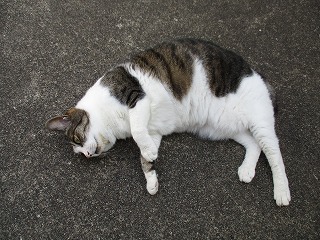 IMG_6252ss.jpg