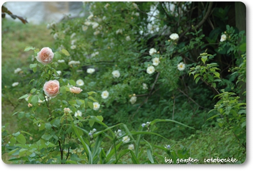 アンブリッジローズ5