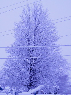 雪景色　2.9　2015