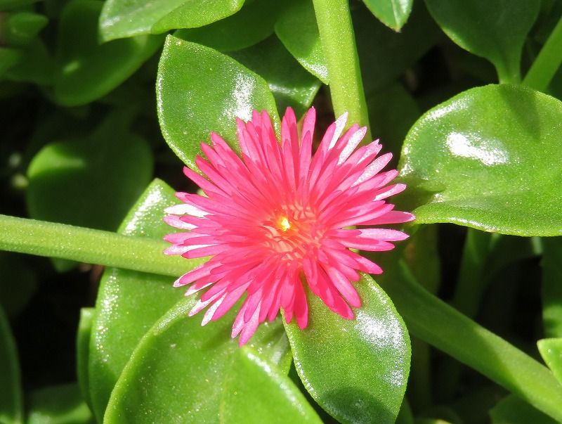 5月28日 5月の花 その10 Gazengamaのブログ 散歩中に出合った花と趣味の陶芸作品 楽天ブログ