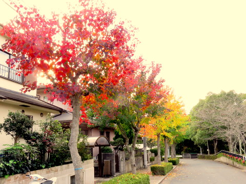 歩道の紅葉