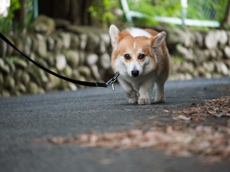 はな