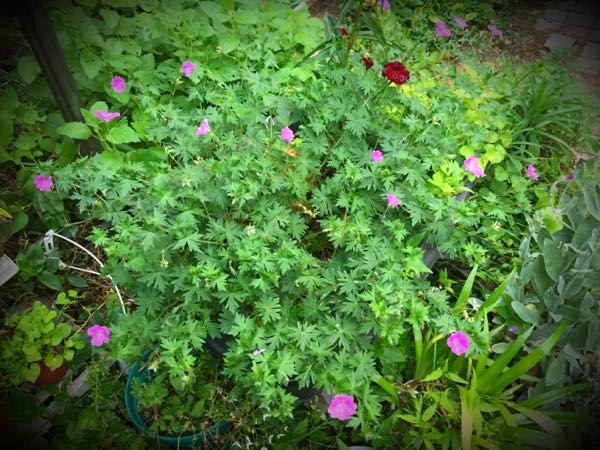 rblog-20160529204936-01.jpg