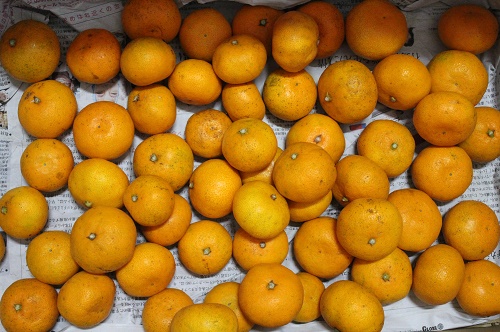 極早生みかん (2).JPG