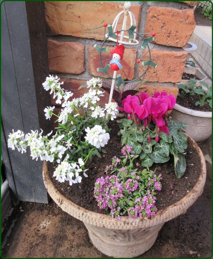 宿根イベリスの育て方と寄せ植えを作りました 馬鹿なばーちゃん 狭い庭を花いっぱいにする育て方 楽天ブログ