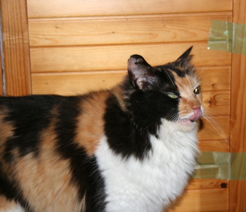 20131005ﾓﾓ01.jpg