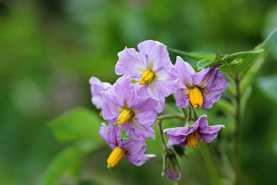 ジャガイモの花♪