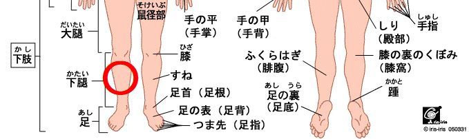 坐骨神経痛 激痛再発 ネコと普通の日々 楽天ブログ