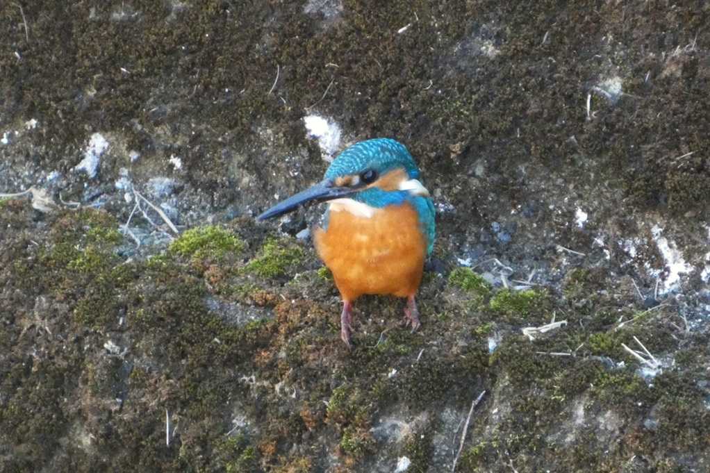 515