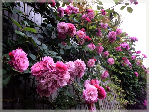 ローズ&ハーブガーデン