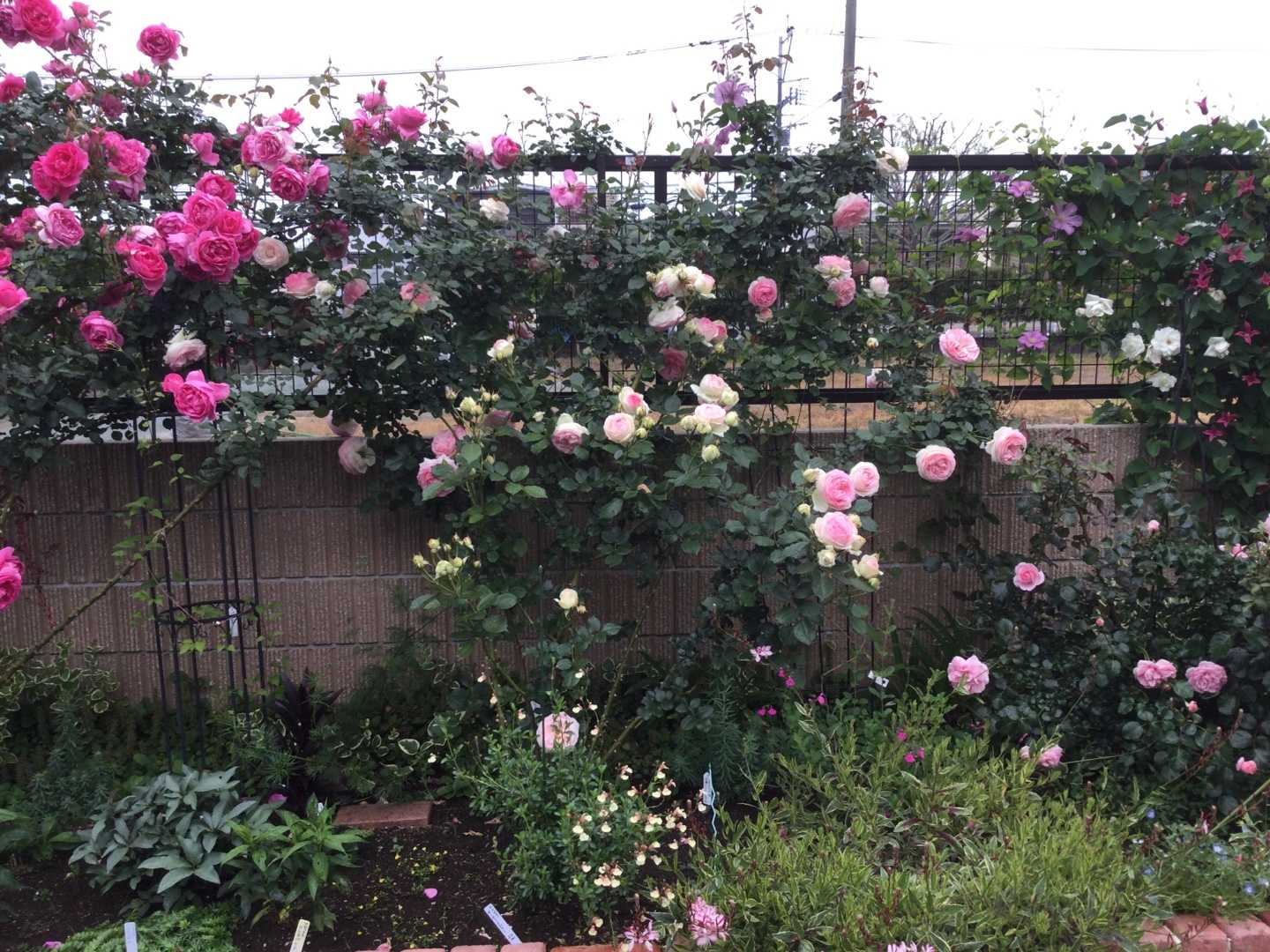 満開のバラ散らしの雨 ばらと猫とフラメンコ 楽天ブログ