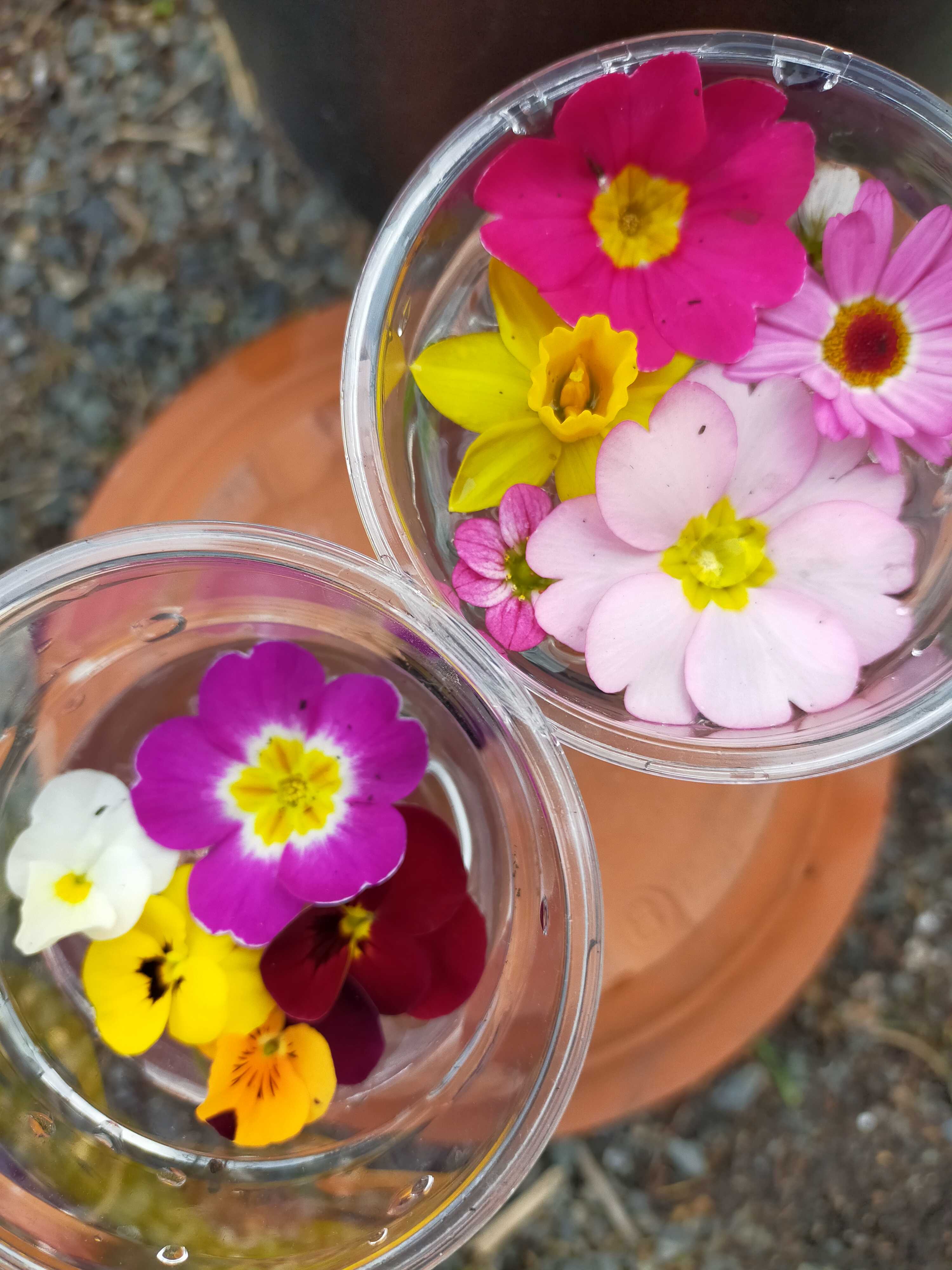 パステルガーデンのブログ