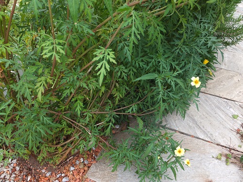 ウインターコスモス