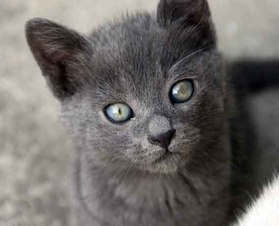 我が家のニャンコ♪2014/02/21-3