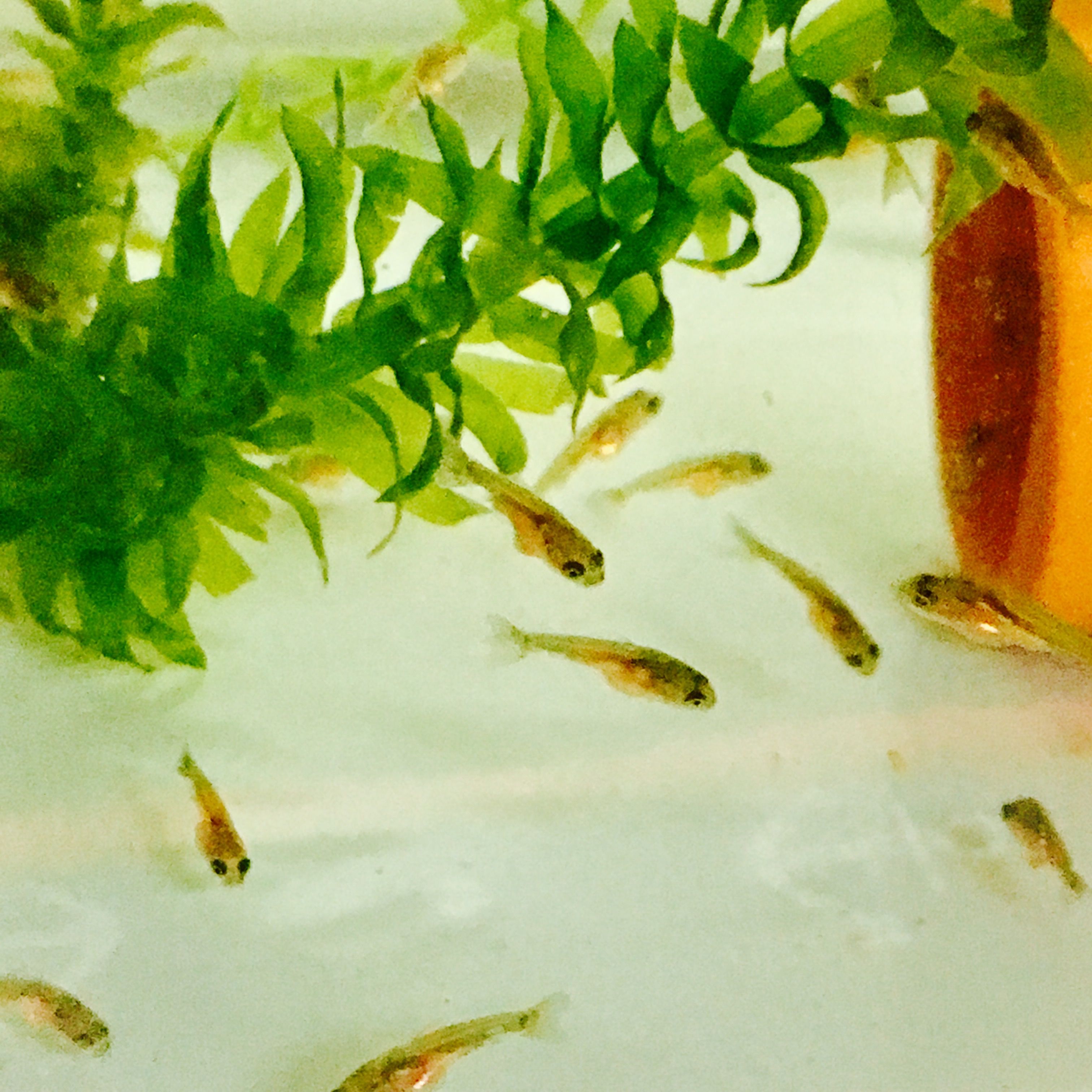 金魚 きままにのらりくらり 楽天ブログ