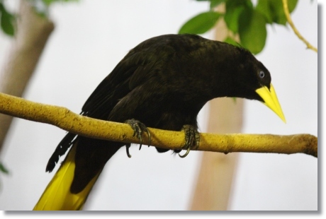 東京旅行-62 カンムリオオツリスドリ 13.10.5