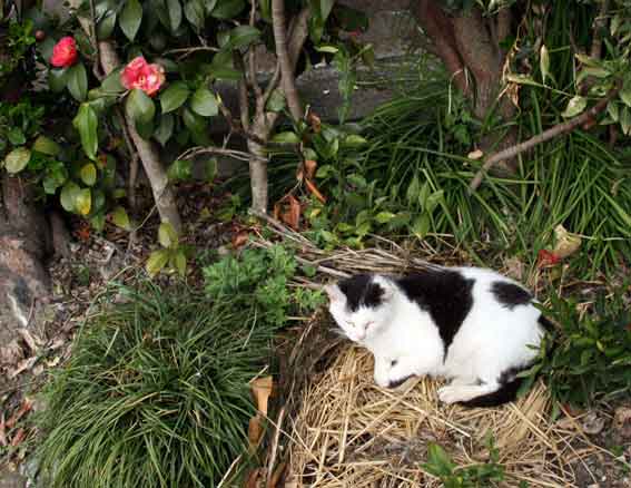 我が家のニャンコ♪2013/3/28-3