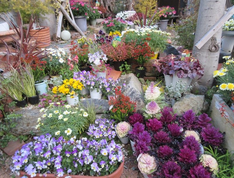 花屋さん兼用のお庭 花屋さんの近所の寄せ植えもオシャレ 狭い庭を花いっぱいにする育て方 楽天ブログ