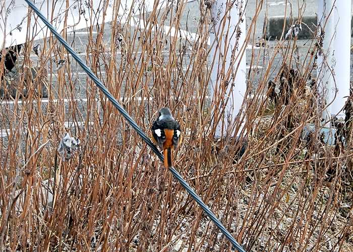 ジョウビタキ10