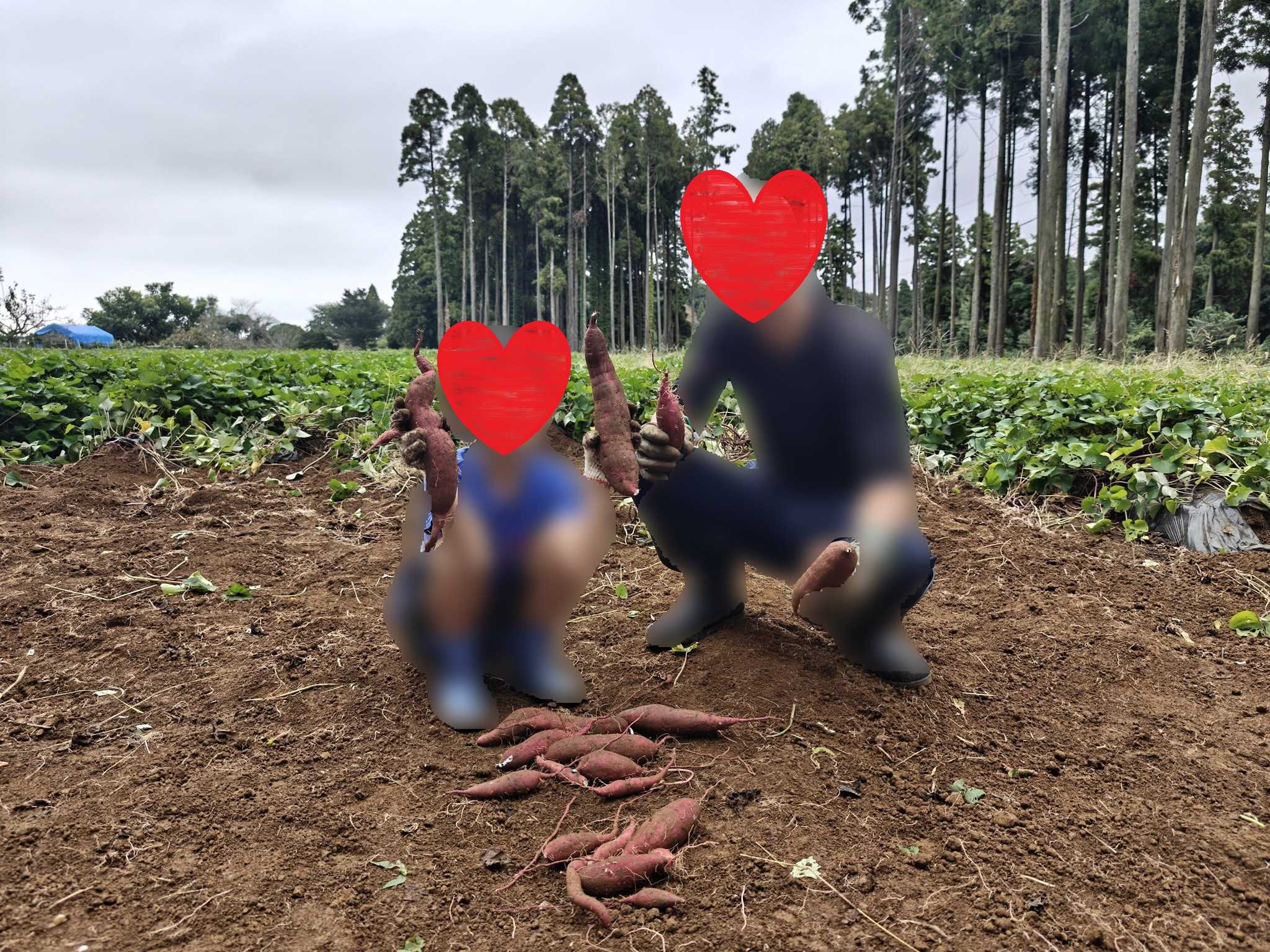 千葉・市原　ふぁいんファーム　子連れサツマイモ掘り　サツマイモ畑　20本以上収穫